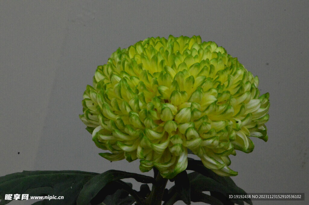 菊花 