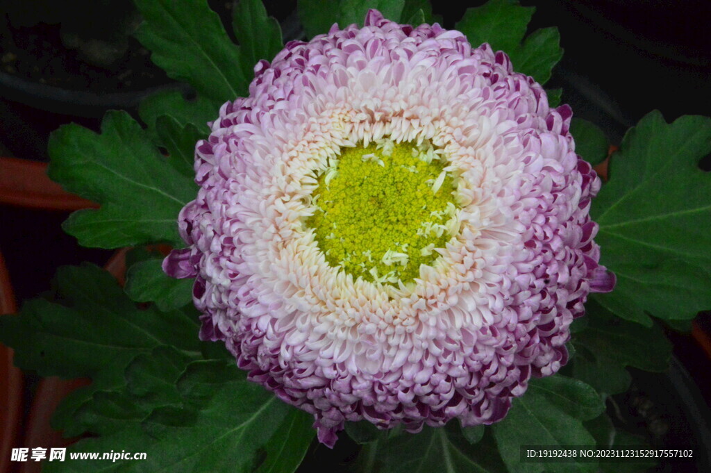菊花 