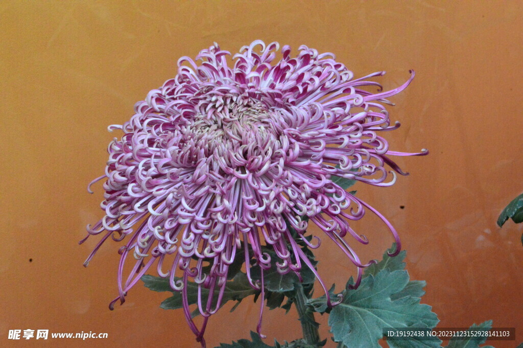 菊花 