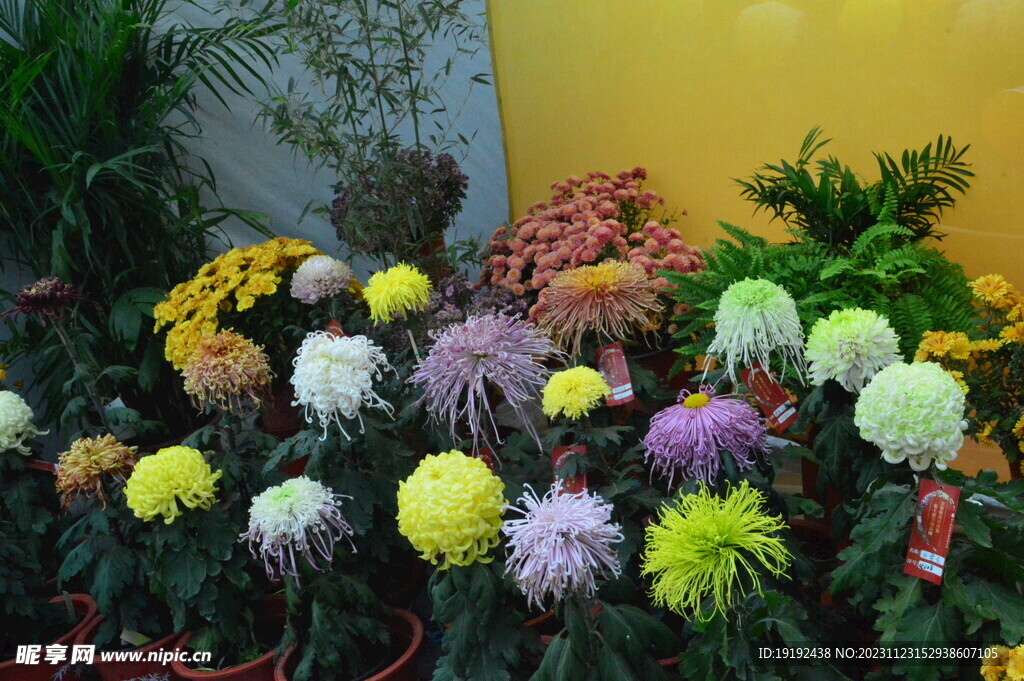 菊花