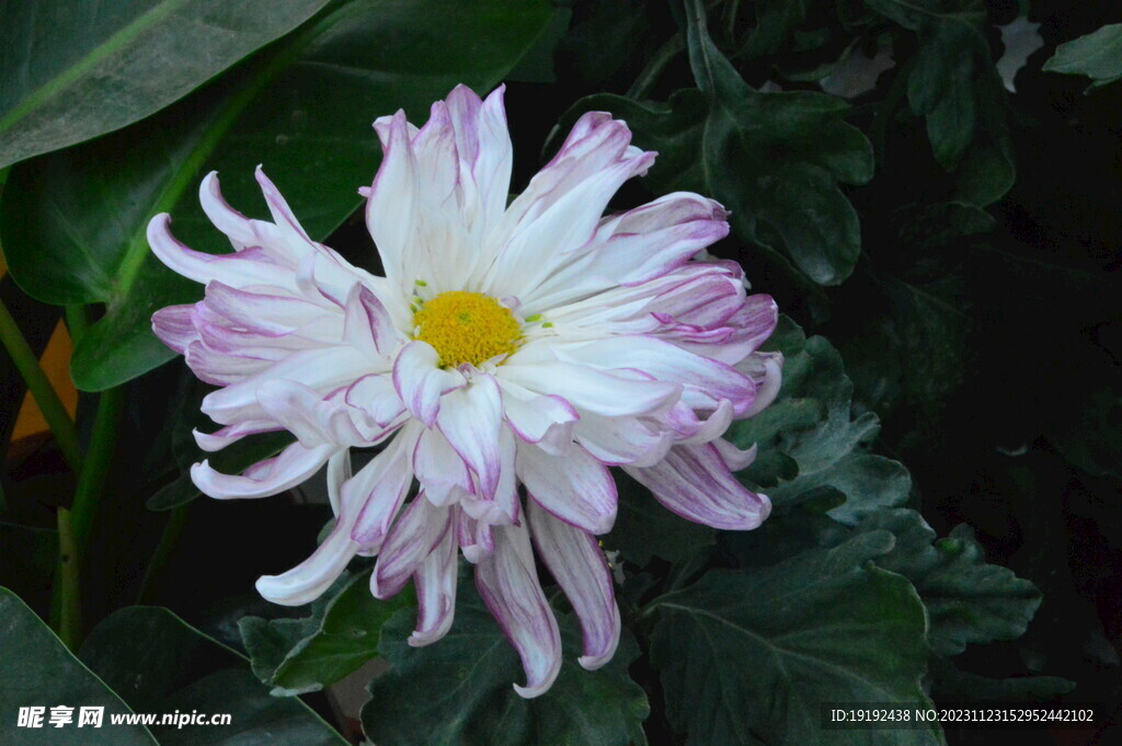 菊花