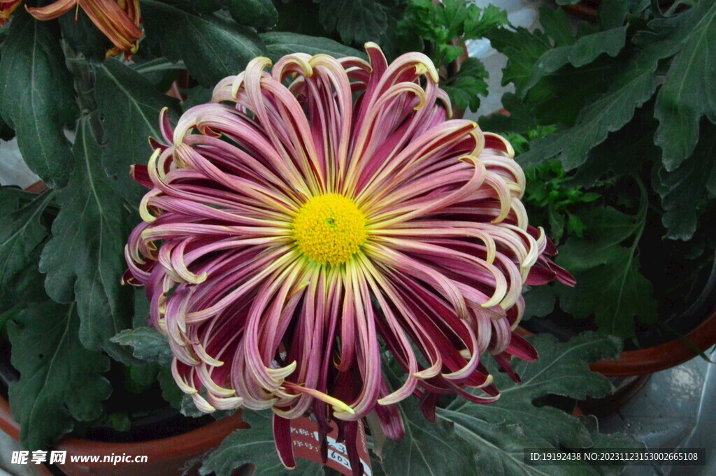 菊花 