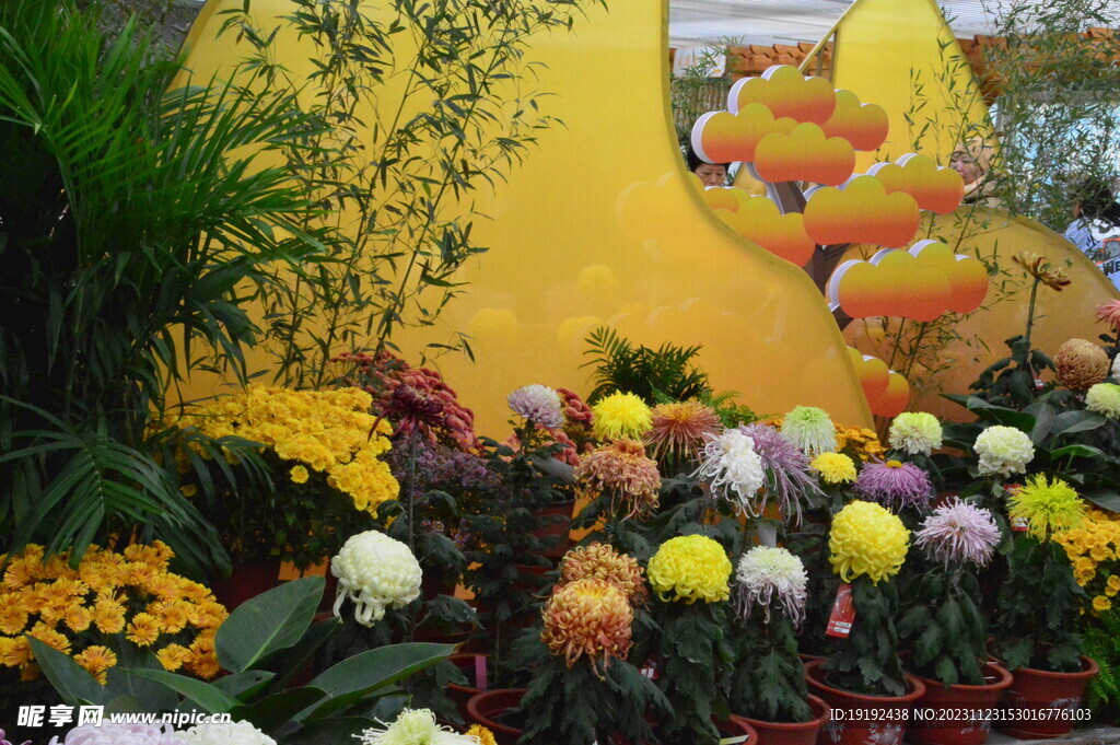 菊花