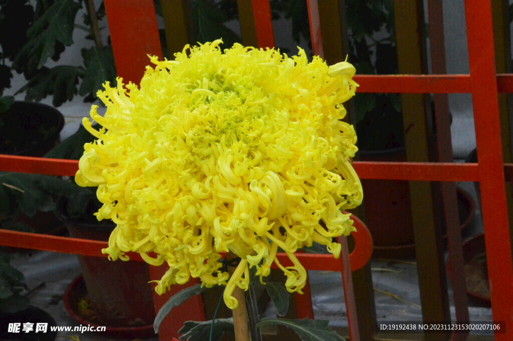 菊花 