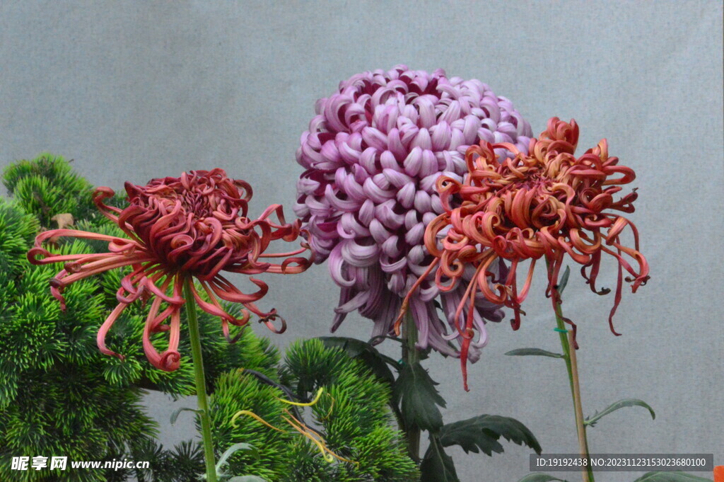 菊花 