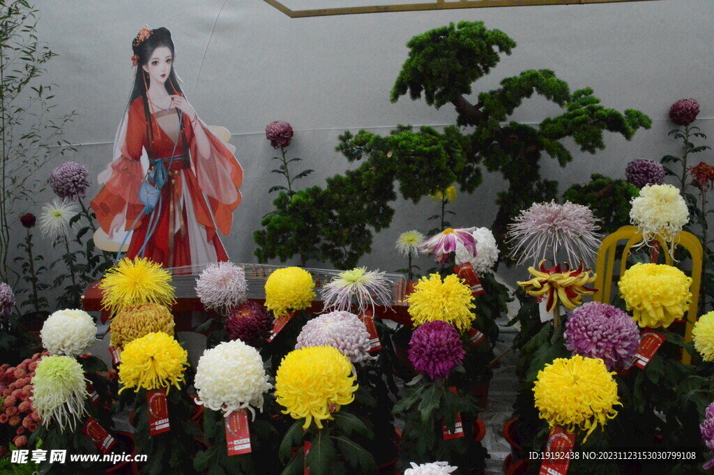 菊花