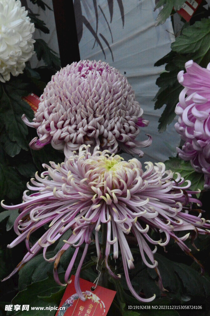 菊花 
