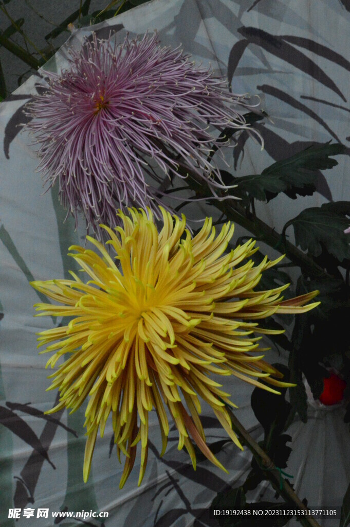 菊花 