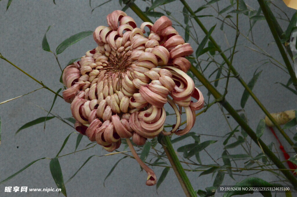 菊花 