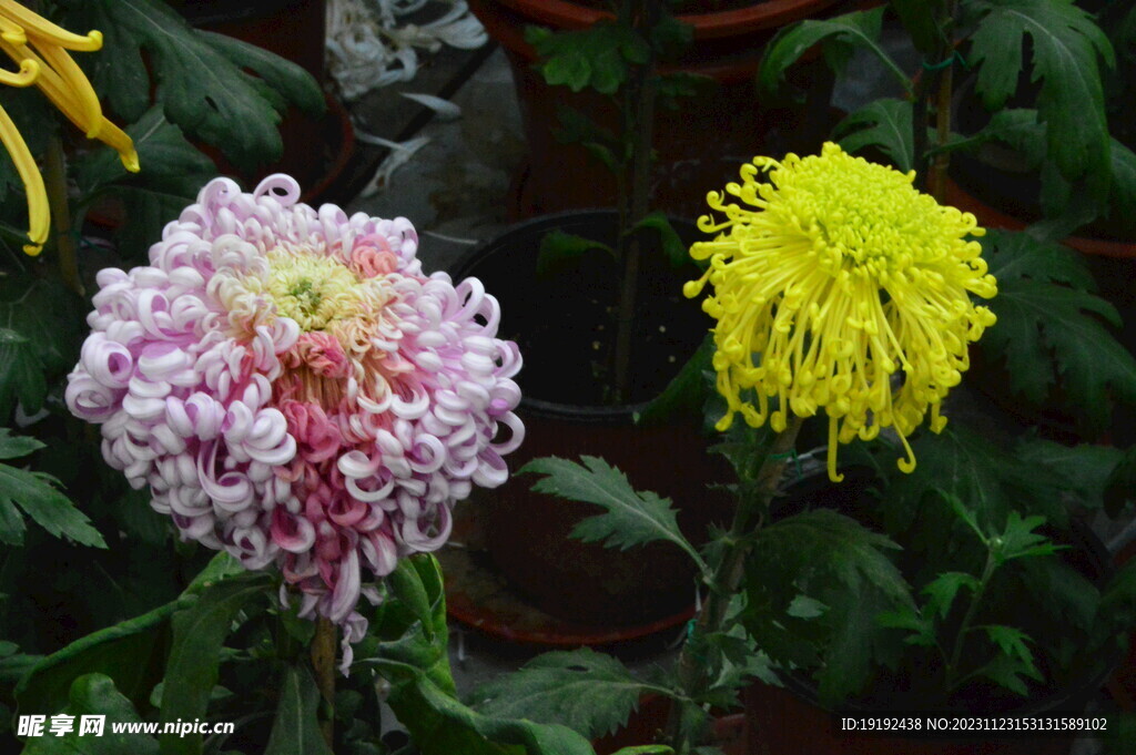 菊花