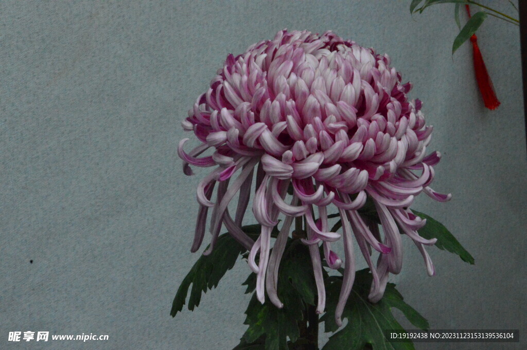 菊花 