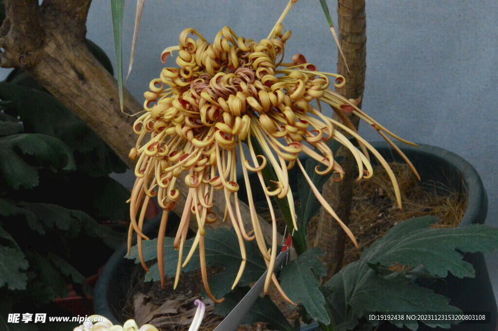 菊花