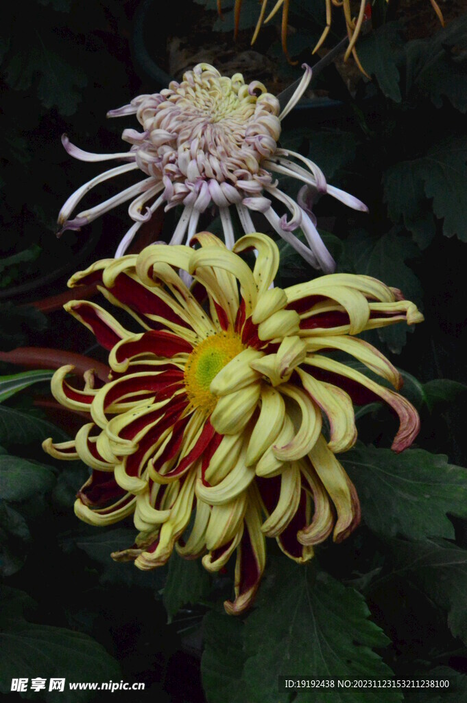 菊花 