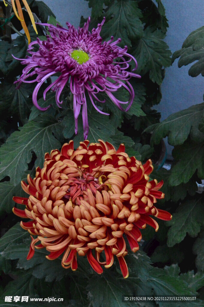 菊花