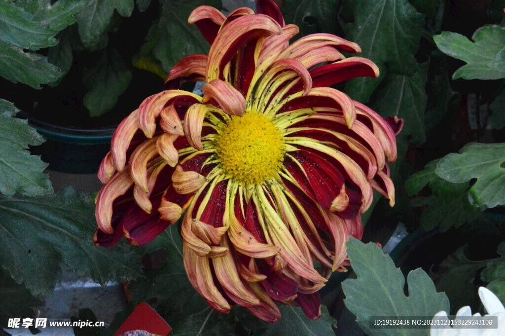菊花 