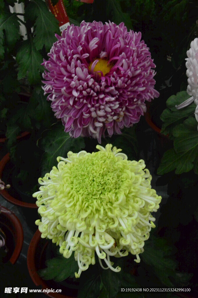 菊花
