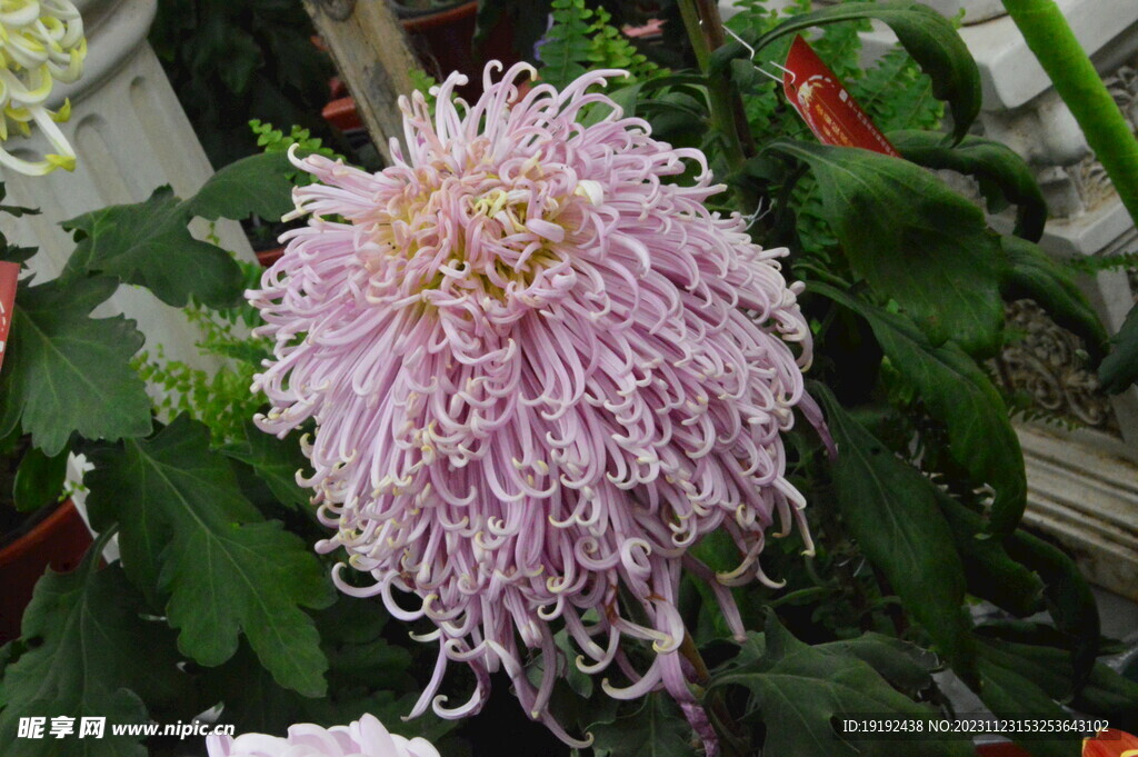 菊花