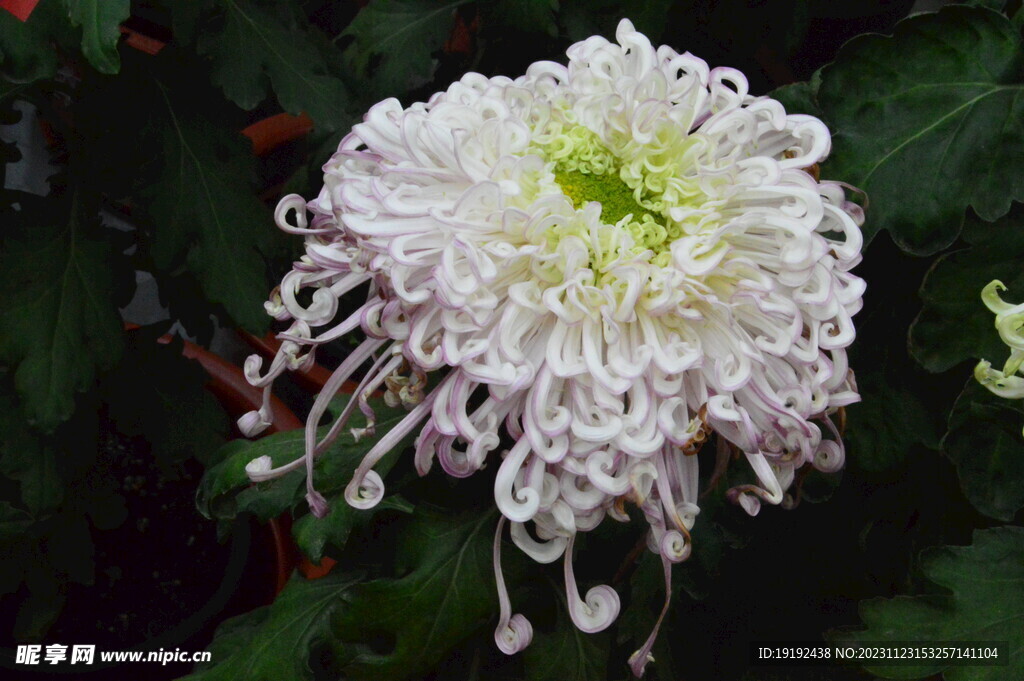菊花 