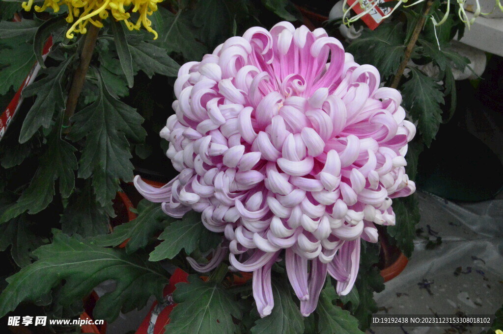菊花 