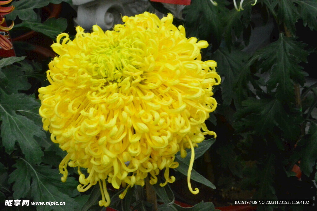 菊花