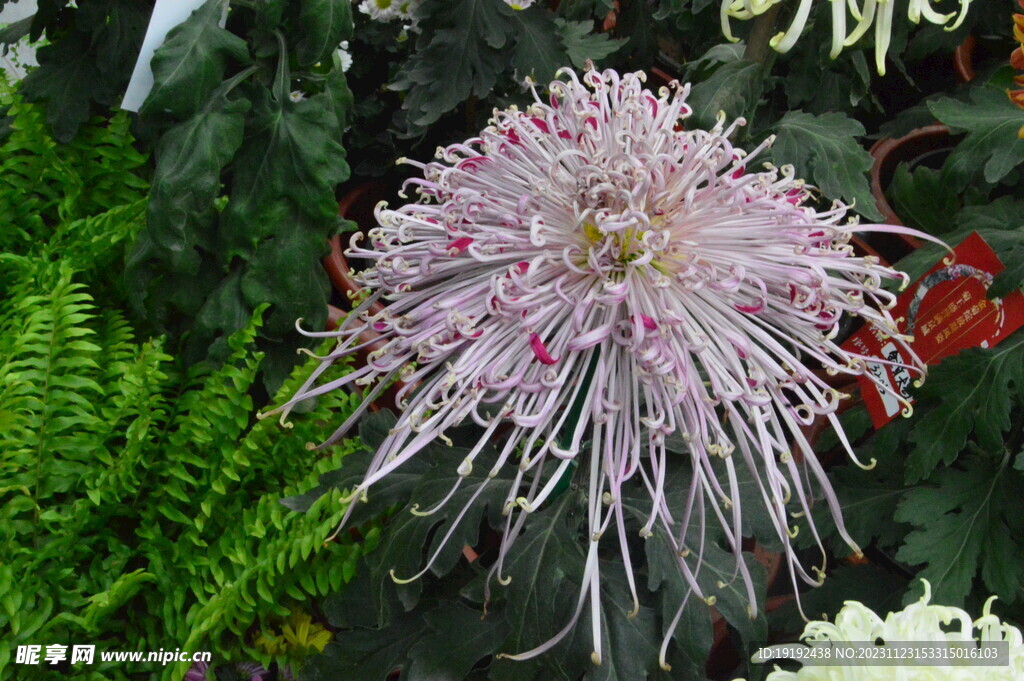 菊花