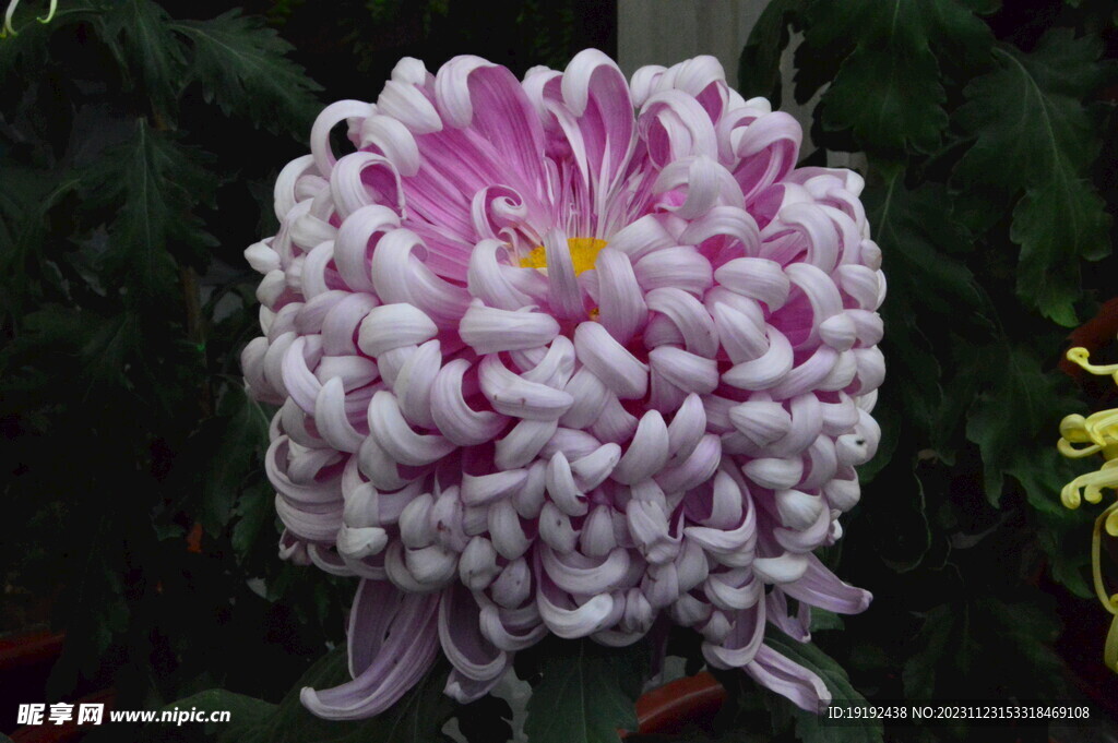 菊花 