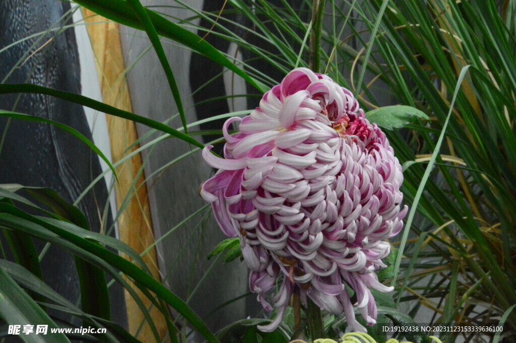 菊花
