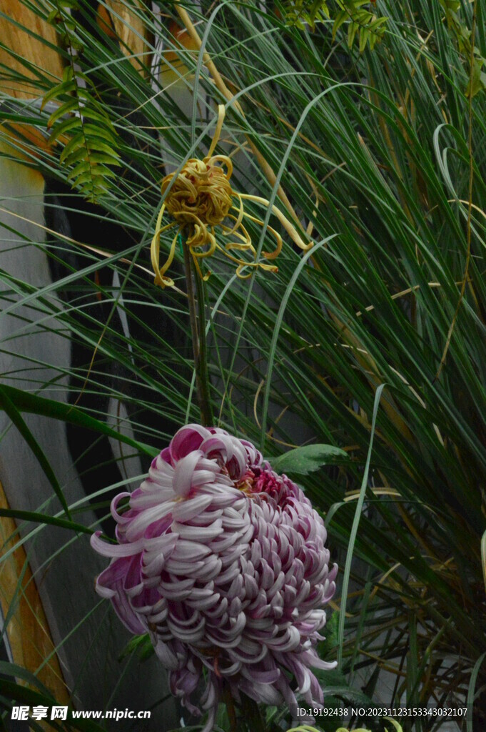 菊花 