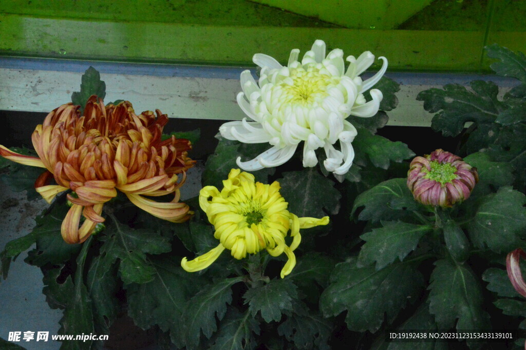 菊花