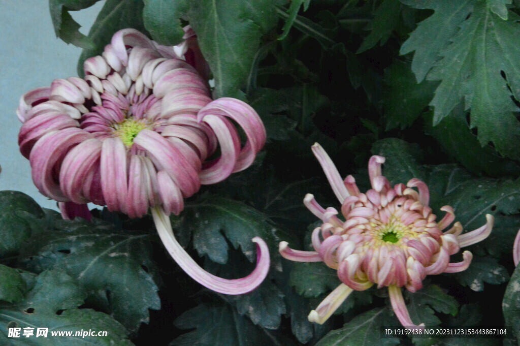 菊花 