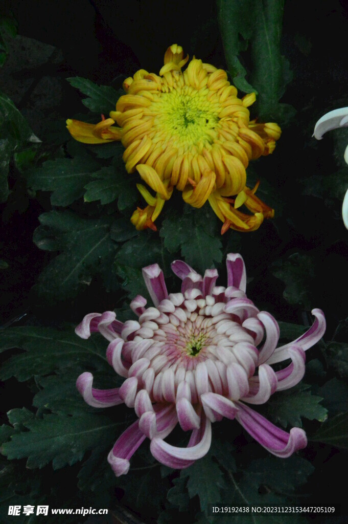 菊花
