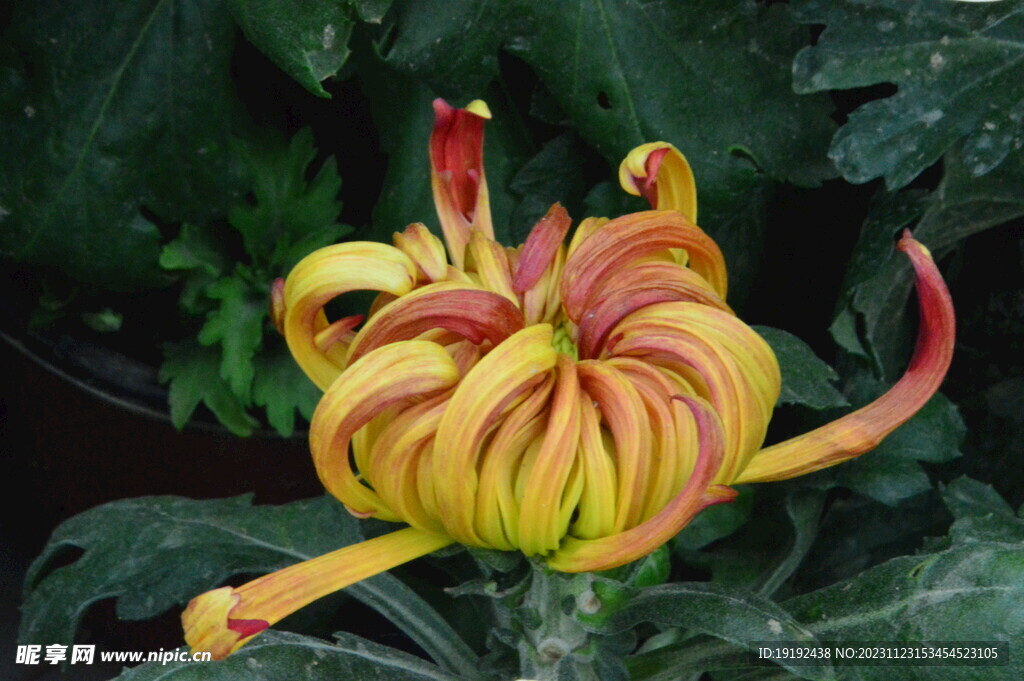 菊花 