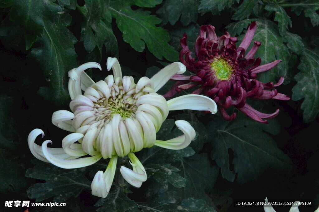 菊花 