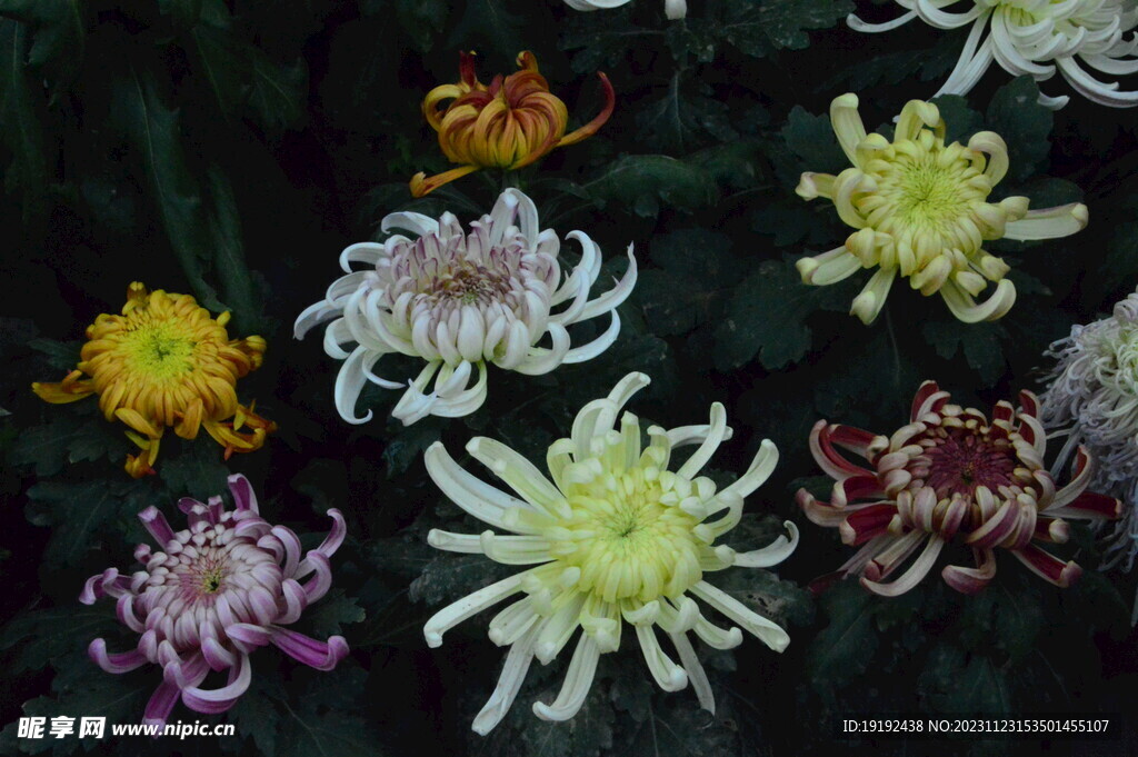 菊花 