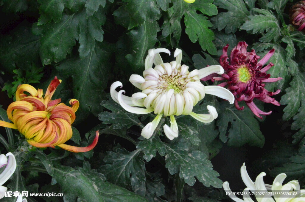 菊花 