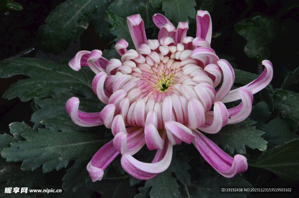 菊花