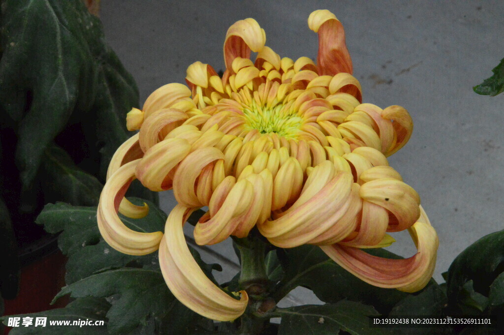 菊花