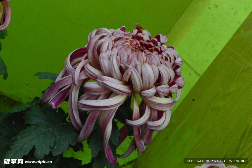 菊花 