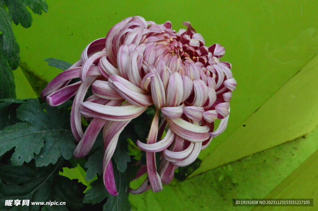 菊花
