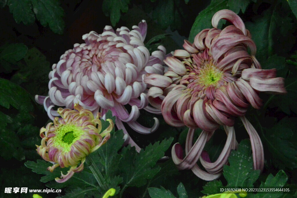 菊花 