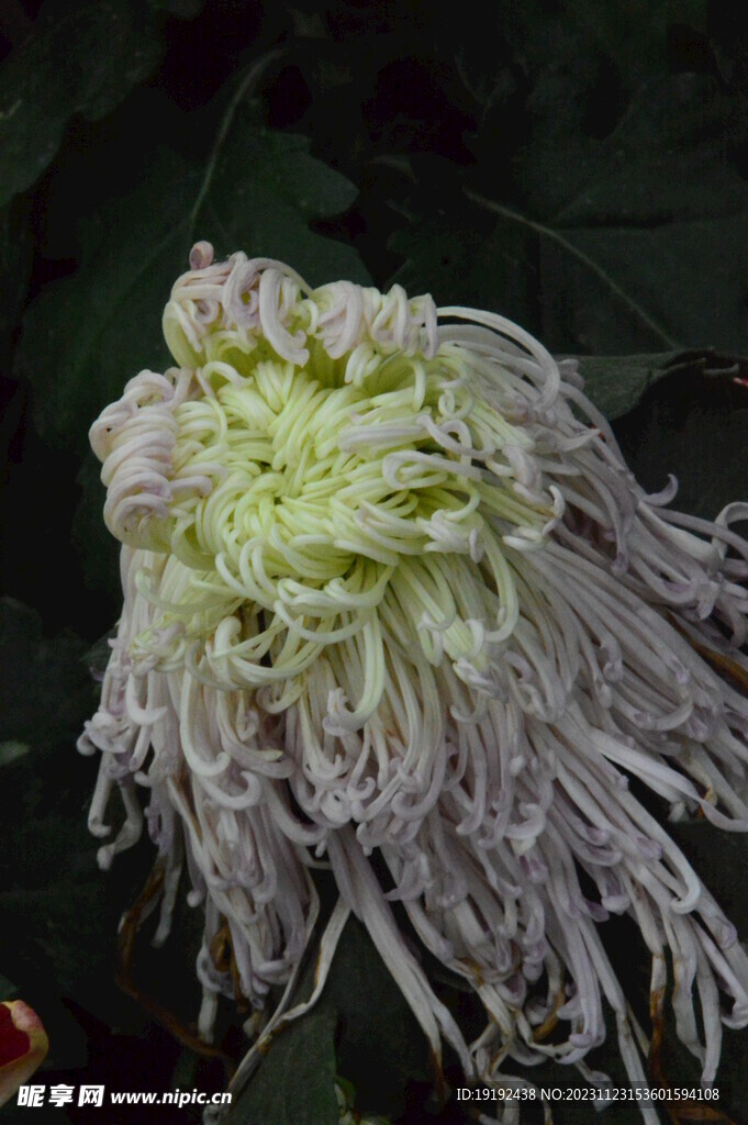 菊花  