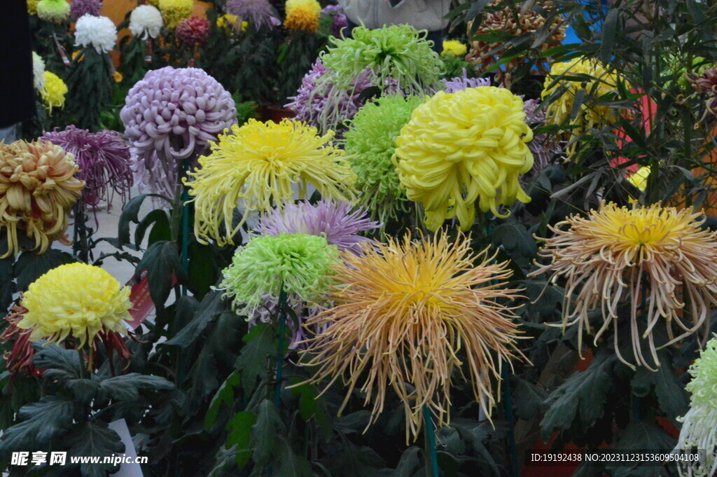 菊花 