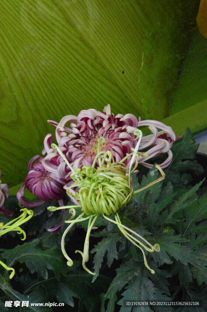 菊花 