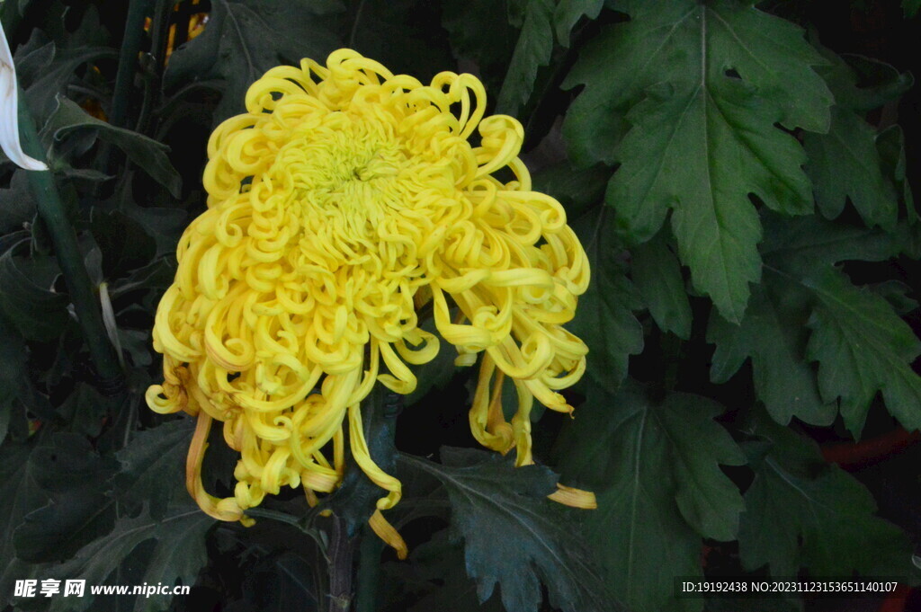 菊花