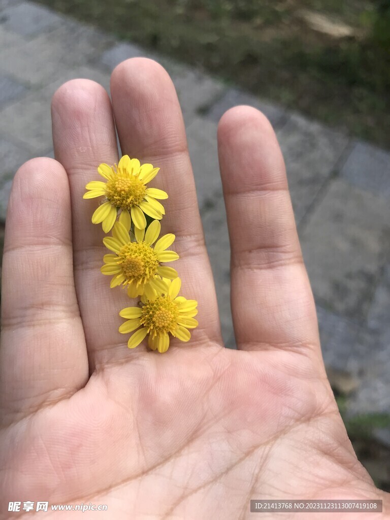 小雏菊菊花