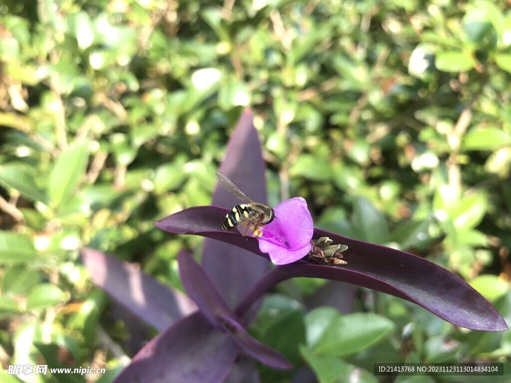 兰花草花卉