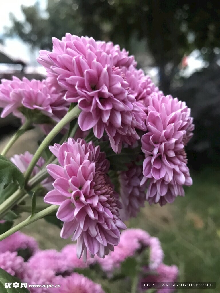 小雏菊菊花 