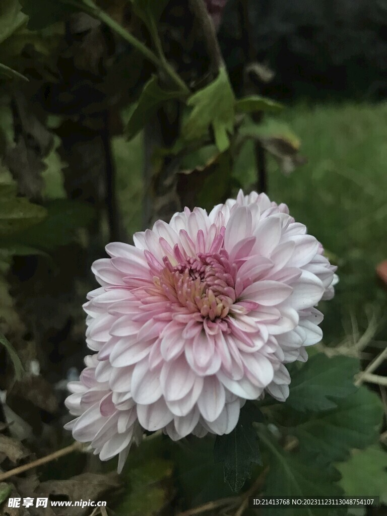 小雏菊菊花 