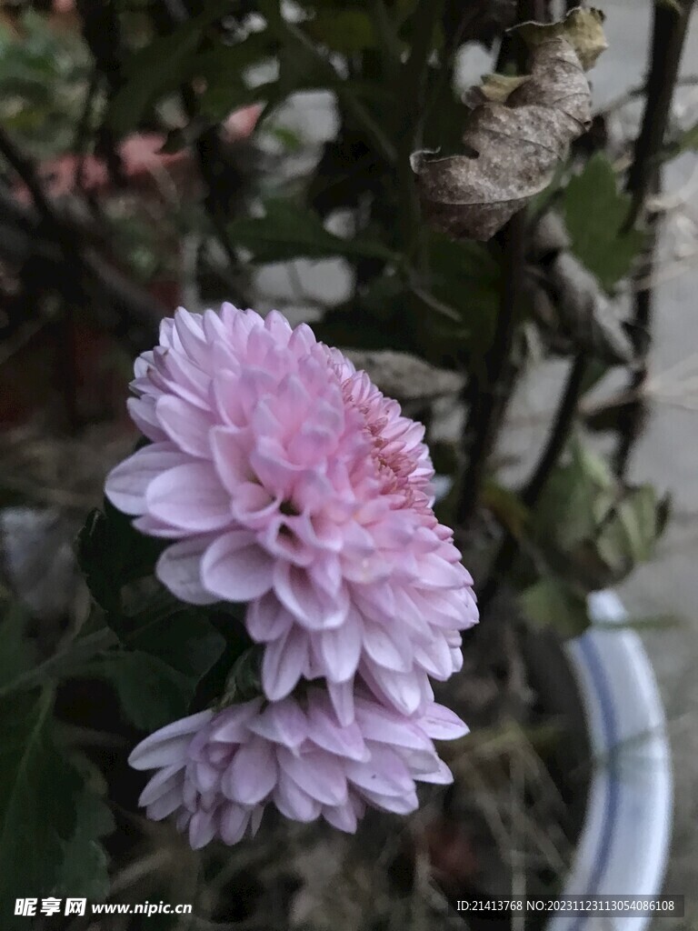 小雏菊菊花