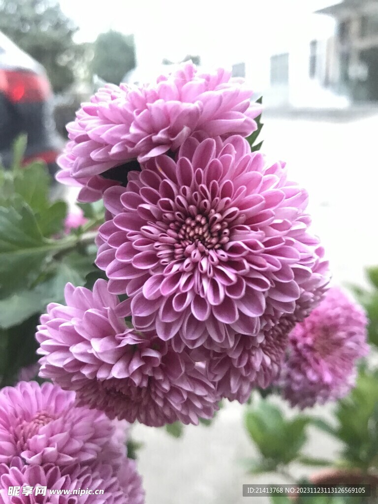 小雏菊菊花